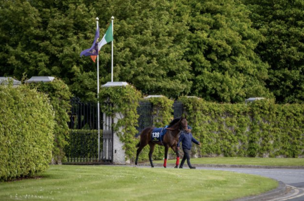 Goresbridge Breeze Up Sale Catalogue Out Racing and Sports